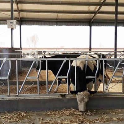 Operazione facile 18kg di altezza 110cm della serratura capa durevole della mucca