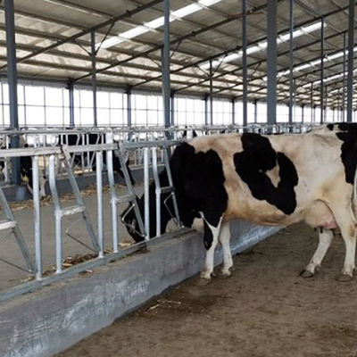Prese di testa costruite robuste facilmente installate della serratura capa della mucca di larghezza 75cm