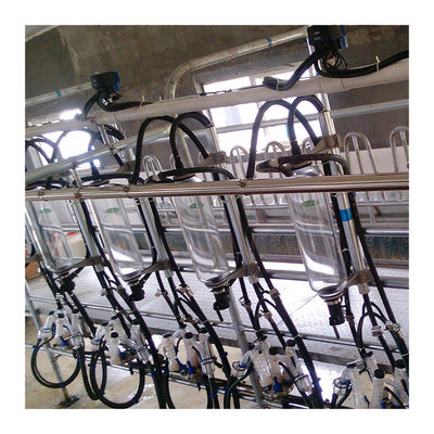 Linee parallele macchina automatica del latte della sala di mungitura della spina di pesce di 20T/H