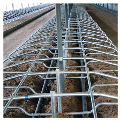 Stalle libere di piegamento ergonomiche del bestiame dell'attrezzatura di azienda agricola della mucca del singolo lato