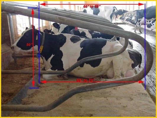 Il tipo testa a testa 1.30m/cow recinta Cattle Free Stall di misura adattabile