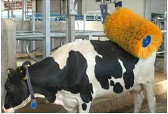 Il massaggio della mucca dell'attrezzatura dell'allevamento di pollame spazzola la rotazione intimorisce la rasatura spazzola