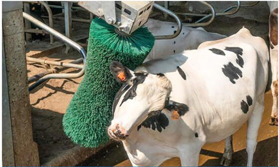 Il massaggio della mucca dell'attrezzatura dell'allevamento di pollame spazzola la rotazione intimorisce la rasatura spazzola