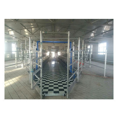11kw salone parallelo di vuoto 3800L che munge i sistemi 128 mucche alle ore