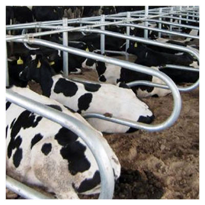 Il doppio libero di colore del nastro del granaio della stalla della mucca di lunghezza 2.3m ha parteggiato