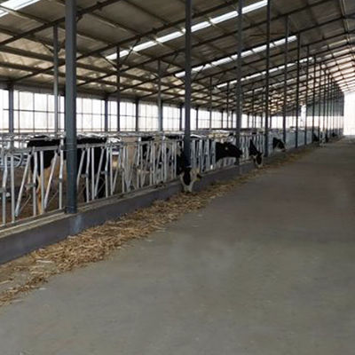 Tubo galvanizzato caldo di corrosione del portone della presa di testa del bestiame di lunghezza 6m anti