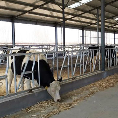 Operazione facile 18kg di altezza 110cm della serratura capa durevole della mucca