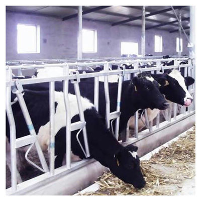 serratura capa del bestiame del tubo d'acciaio 0.75m/position per il trattamento d'alimentazione dell'azienda lattiera