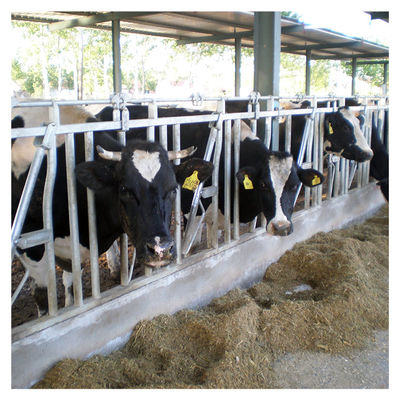 serratura capa del bestiame del tubo d'acciaio 0.75m/position per il trattamento d'alimentazione dell'azienda lattiera