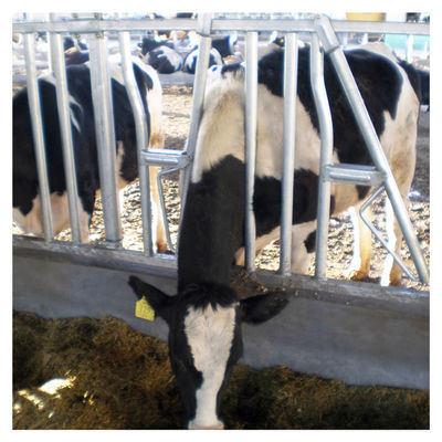 serratura capa del bestiame del tubo d'acciaio 0.75m/position per il trattamento d'alimentazione dell'azienda lattiera