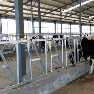 Prese di testa costruite robuste facilmente installate della serratura capa della mucca di larghezza 75cm