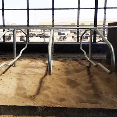 Stalle libere galvanizzate del tubo di acciaio inossidabile per singolo stile di fila delle mucche