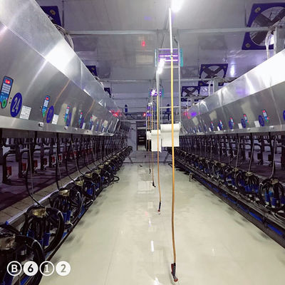 Macchina automatica elettronica della mucca della sala di mungitura della spina di pesce di metrologia