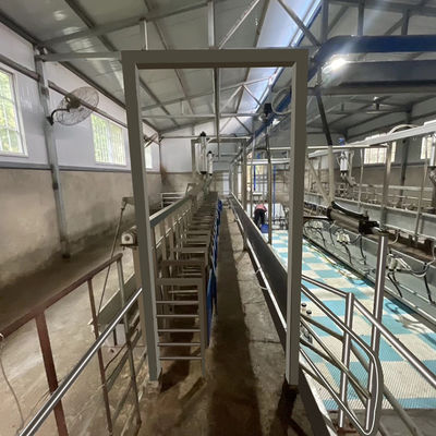Attrezzatura di stato della sala di mungitura della capra delle pecore del contatore elettrico di Digital nuova