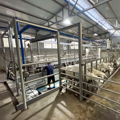 Depressione di alimentazione della sala di mungitura della spina di pesce della capra SUS304 tipo rapido conduttura dell'uscita