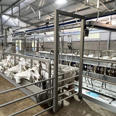 Depressione di alimentazione della sala di mungitura della spina di pesce della capra SUS304 tipo rapido conduttura dell'uscita