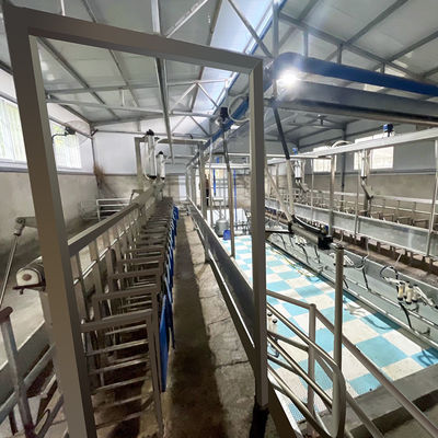 Depressione di alimentazione della sala di mungitura della spina di pesce della capra SUS304 tipo rapido conduttura dell'uscita