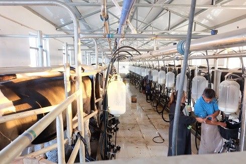 Salone della spina di pesce SS304 che munge l'attrezzatura della mucca da latte dei sistemi