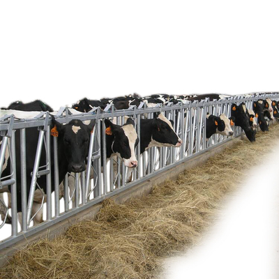 Attrezzatura capa delle attrezzature agricole del bestiame della serratura della mucca autobloccante del pannello